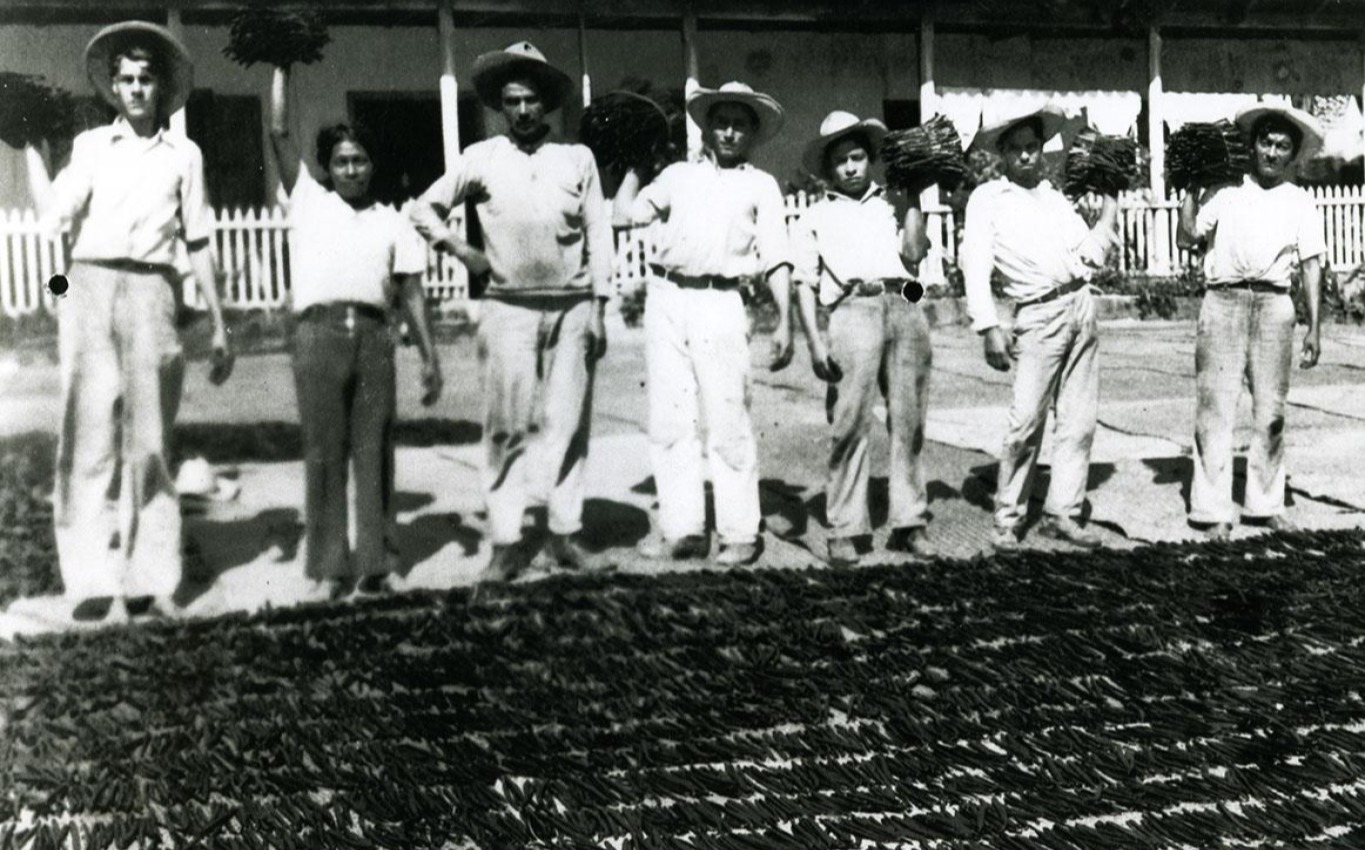 Lire la suite à propos de l’article L’Histoire de la Vanille Mexicaine